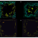 IJMS Free Full Text Three Dimensional Stratification Of Bacterial