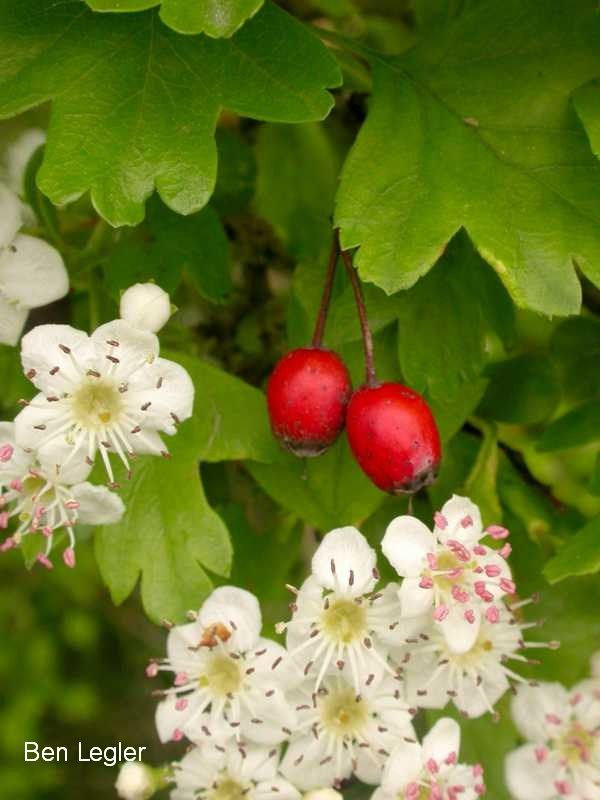 Www kingcounty gov Media Environment AnimalsAndPlants Noxious weeds 